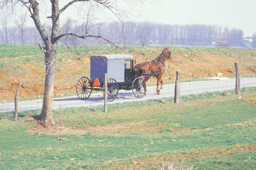 A horse and carriage in an Amish farming community