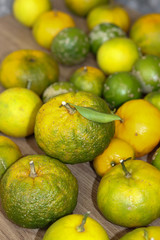Delicious organic fruits.
Beautiful lemons, oranges and bergamots.