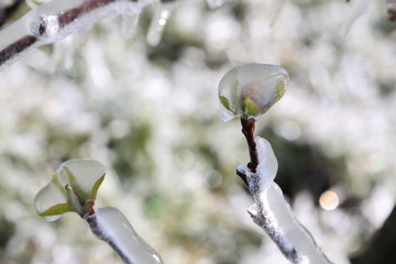  With an ice layer prevent the fruit blossom from freezing. Clotting heat.