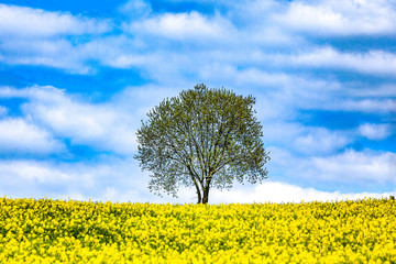 rape field with blue sky and lonely tree