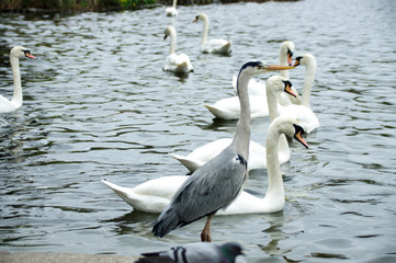 Birds floating in the water 03