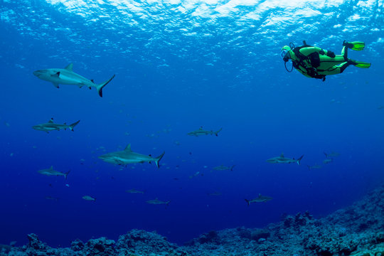 Oceania, Micronesia, Yap, Diver with grey reef sharks, Carcharhinus amblyrhynchos