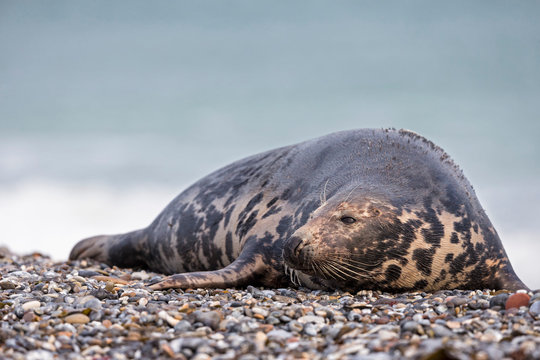 Germany, Helgoland, Duene Island, Grey seal (Halichoerus grypus) at beach