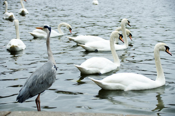 Birds floating in the water 04