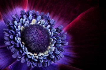 Detail of purple anemone