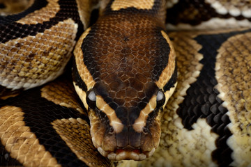 Royal Python, Python regius, partial view