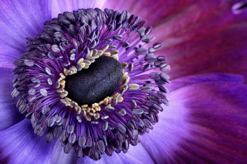 Detail of violet anemone