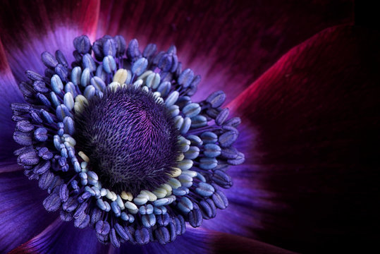 Detail of purple anemone