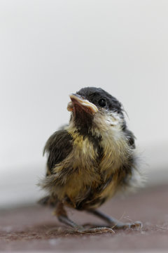 m&eacute;sange charbonni&egrave;re 