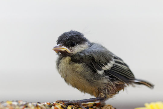 m&eacute;sange charbonni&egrave;re 