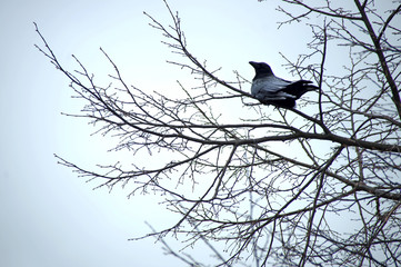 Crow on the tree