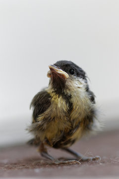 m&eacute;sange charbonni&egrave;re 