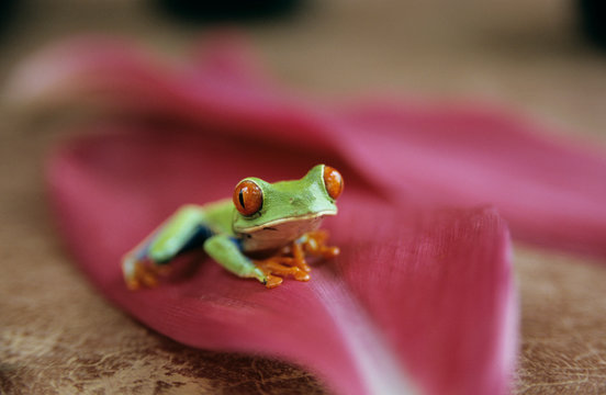 Frog sitting on a leaf, Costa Rica