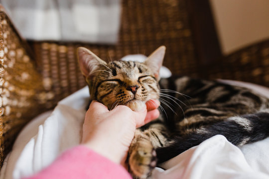 Close-up of woman petting cat