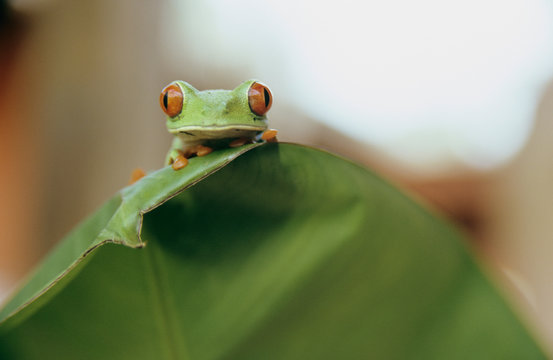 Frog sitting on a leaf, Costa Rica