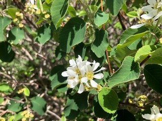 Beginning of spring season, green leaves are sprouting and flower buds are bursting.