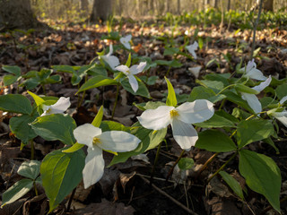 Warm morning light backlights a carpet of white Trillium grandiflora flowers with green leaves on the floor of a deciduous forest in spring 