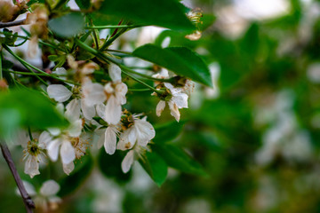 Cherry blossom in spring