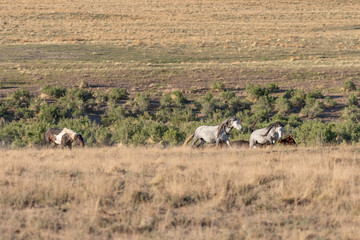 Fototapeta na wymiar Herd of Wild Horses in Spring inthe Utah Desert