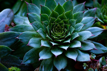 Aloe bristly succulent plant - close up