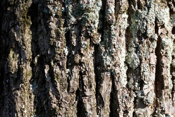 A close view of the tree bark surface texture.