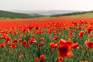 field of red poppies in spring