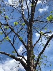 Beginning of spring season, green leaves are sprouting and flower buds are bursting.