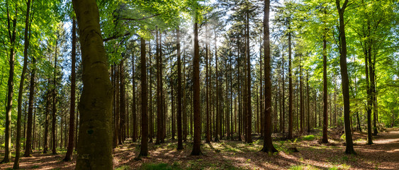 Silent Forest in spring with beautiful bright sun rays