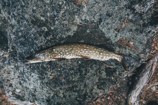 Caught pike on stone