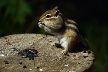 Chipmunk sit on a stump with sunflower seeds