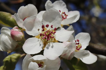 Fototapeta na wymiar Blüten im Sonnenlicht, Macro, Natur, rot, weiß, Blütenpracht, Frühling, Sommer 