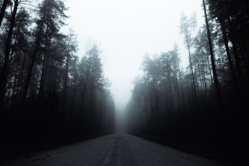 country road in a misty forest with tall pine trees