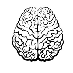 human brain top view vector illustration