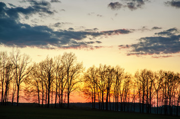 Fototapeta na wymiar silhouettes of trees on horizon at sunset. natural background