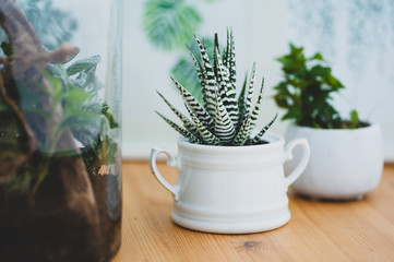 Small decoration plants in a glass bottle/garden terrarium bottle/ forest in a jar. Terrarium jar with piece of forest with self ecosystem. Save the earth concept. Bonsai, set of terrariums/ jars