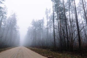 Fototapeta na wymiar country road in a misty forest with tall pine trees