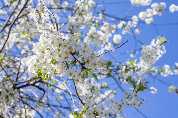 White cherry flowers against a clear blue sky. Branch cherry blossom, delicate petal. Fresh natural blooming cherry bunch