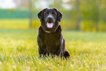 Black Labrador Retriever sitting on meadow