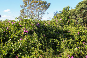 Fototapeta na wymiar The beautiful bush of pink flowers, widely used for decorative and gardening purposes in the middle of a forest