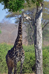 giraffe in the wild