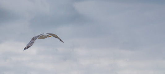 Seagull flying in a blue sky
