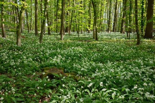 Germany, North Rhine-Westphalia, Wild garlic (Allium ursinum) growing in green glade