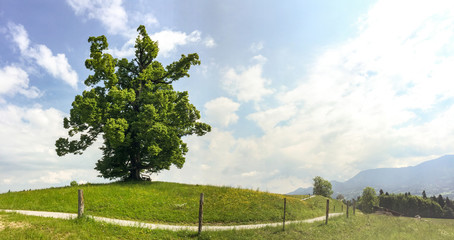 View to hiking trail and old linden tree in the bavarian alps near Munich in summer, Bavaria Germany Europe