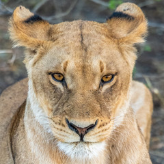 portrait of a lioness