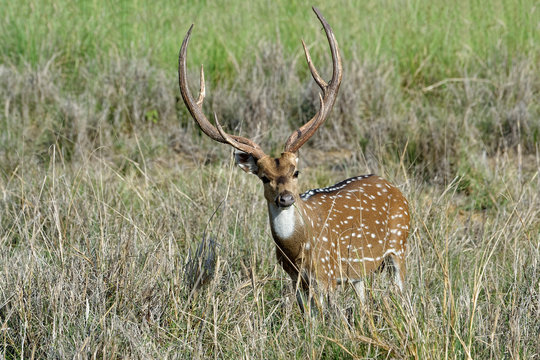 Chital deer (Spotted deer) (Axis axis), Kanha National Park and Tiger Reserve, Madhya Pradesh, India, Asia