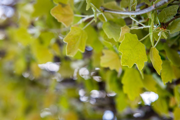 Fototapeta premium тополь,poplar,