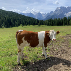 Fototapeta na wymiar A beautiful brown-and-white spotted calf against a background of green pasture, coniferous forest, blue sky and mountains. Rural landscape in the Dolomites, Italy. Simmental cow breed