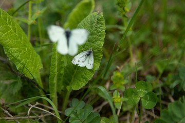 butterflies on a green leaf
