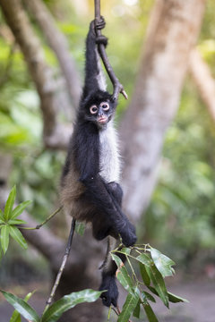 Critically Endangered Nicaraguan sub-species of the Black-handed (Geoffroy's) spider monkey (Ateles geoffroyi geoffroyi), El Salvador, Central America