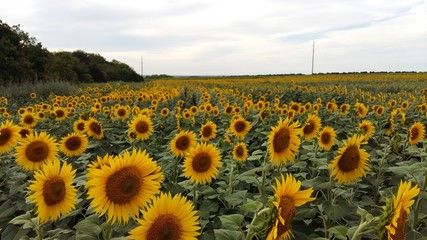 Sunflowers